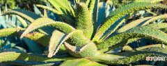 【植物】吸甲醛的植物得看这7种 7种吸甲醛的植物