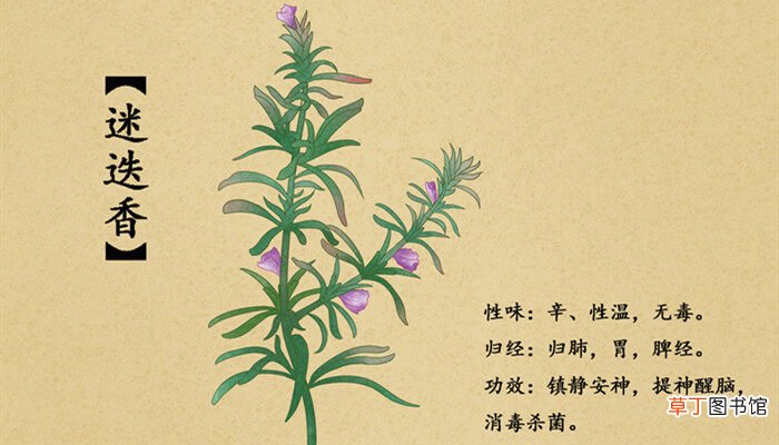 【种植方法】迷迭香的种植方法 迷迭香的种植方式