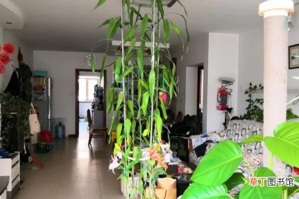 【家里】朋友送的富贵竹，长了3米高，家里快放不下了！
