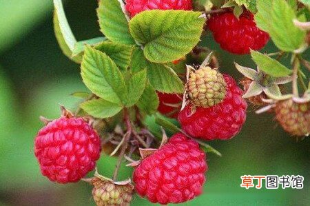 【区别】山莓和蛇莓的区别