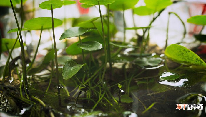 【水培】常见的水培植物有哪些 有哪些常见的水培植物