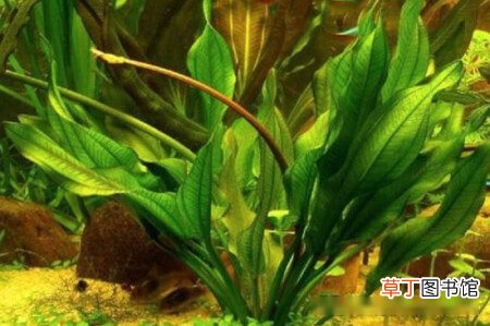 【水养】皇冠草怎么水养，皇冠草直接放水里能活