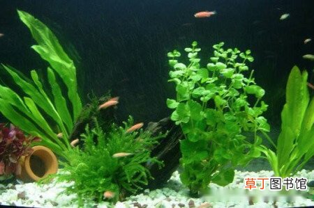 【种植】皇冠草怎么养在鱼缸里面，鱼缸种植皇冠草的方法