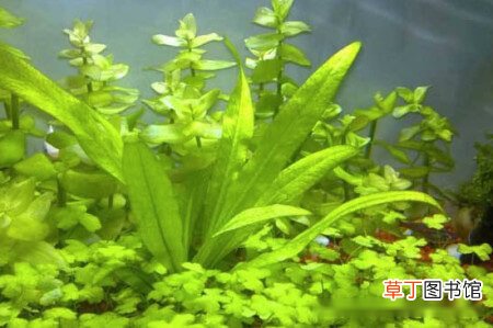 【种植】皇冠草怎么养在鱼缸里面，鱼缸种植皇冠草的方法