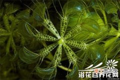 【植物】水生食虫植物貉藻