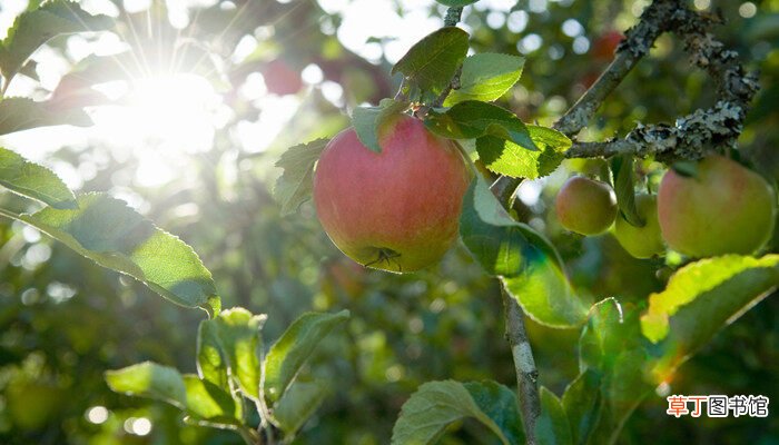 【树】苹果在树上能耐零下多少度不冻坏 苹果在树上多少度不被冻坏