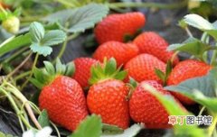 【草莓】四季草莓一年结几次果