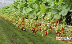 【种植】草莓种植技术和管理方法