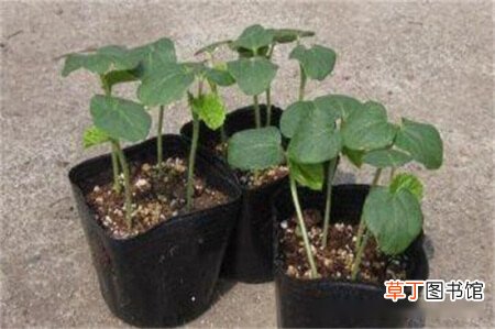 【种植】秋葵种植时间和方法，秋葵春季4～6月种植