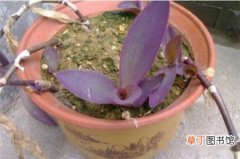 【种植方法】紫鸭趾草怎么种植，紫鸭趾草种植方法
