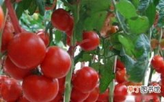 【西红柿】西红柿什么时候打头，西红柿打头的时间