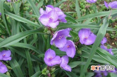 【养殖】紫露草的养殖方法，紫露草繁殖方法