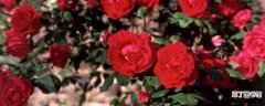 【寓意】红玫瑰是什么意思 红玫瑰的寓意