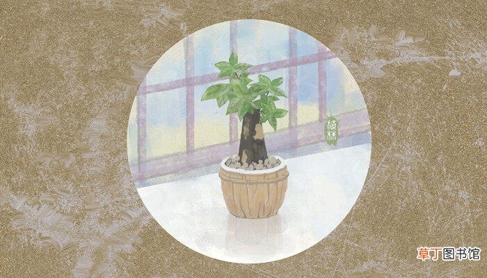 【月份】招财树几月份搬入室内养 招财树可以放室内养吗