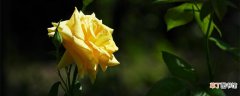 【寓意】黄色玫瑰花什么寓意？ 黄色玫瑰花的寓意是什么