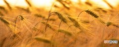 【大麦】水培大麦苗的种植方法 水培大麦苗如何种植