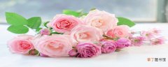 【粉玫瑰】粉色戴安娜玫瑰花代表什么意思 戴安娜是粉玫瑰吗