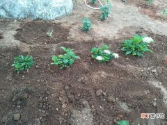 【植物】盆栽植物怎样让土壤变酸性