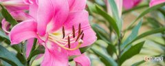 【花语】百合花花语是啥 百合花的花语是什么