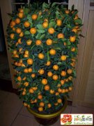 【树】观赏橘子树的养殖方法