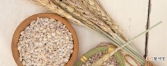 【种植】水培麦芽种植技术 水培小麦苗