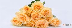 【寓意】黄玫瑰的寓意和象征 黄玫瑰象征着什么