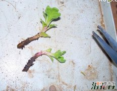 【花】菊花脚芽的繁殖方法
