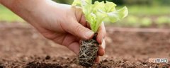【播种】种生菜如何撒种子 如何播种生菜种子