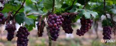 【植物】葡萄是哪种藤本植物 葡萄属于藤本植物
