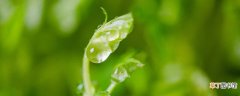 【种植方法】豌豆尖的种植方法 豌豆尖如何种植