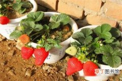 【养殖】草莓的养殖方法和注意事项