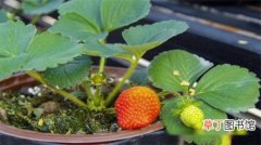 【花盆】一个花盆种几棵草莓，种植草莓的注意事项