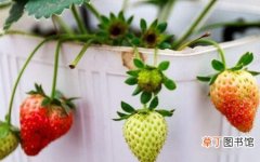 【种植】草莓种植时间和方法