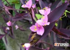 【养殖方法】紫鸭跖草怎么养，紫鸭跖草的养殖方法