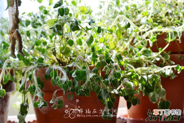 【植物】香草植物种植的5个小贴士