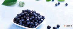 【品种】蓝莓苗H5品种介绍 h5蓝莓品种简介