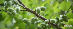 【植物】桃树属于什么科 桃树属于什么科植物