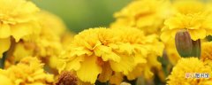 【花】加拿大一枝黄花用什么除草剂 加拿大一枝黄花