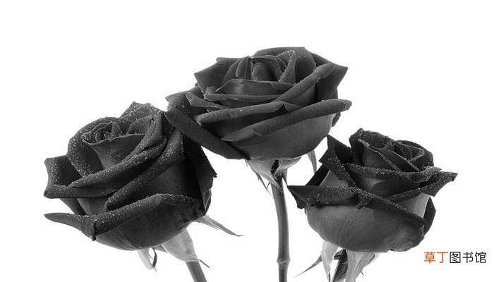 【寓意】黑骑士玫瑰的寓意和象征 黑玫瑰的寓意是什么意思