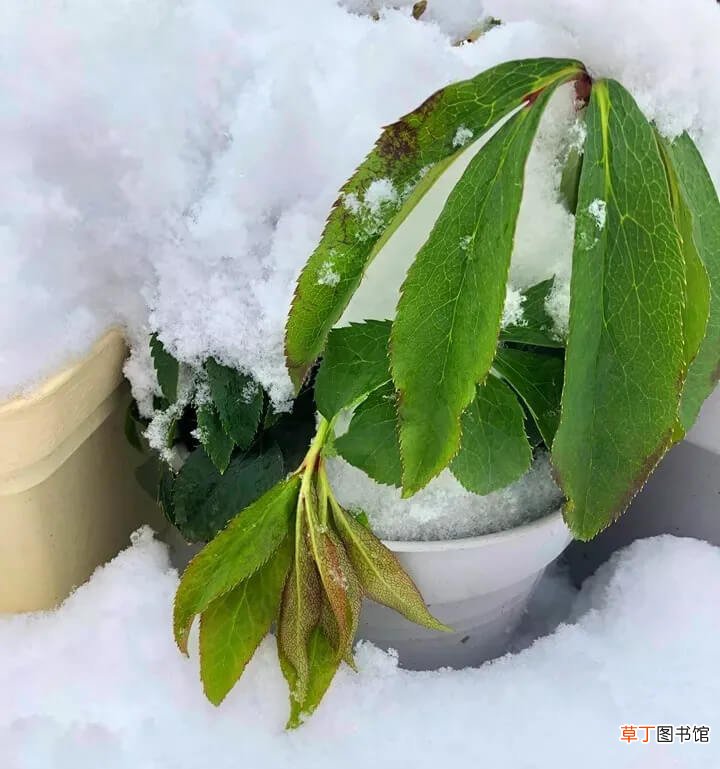 【开花】冬天养盆它，-20℃冻不死，大雪天照样呼呼开花！