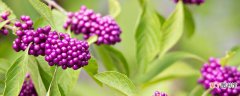 【用途】紫叶小檗果实的用途 紫叶小檗果实的用途是什么