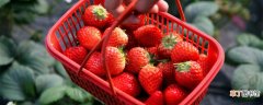 【品种】贵妃草莓苗品种介绍 贵妃草莓苗品种的介绍