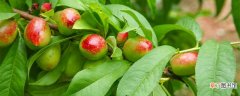 【种植方法】桃子的种植方法 桃子的种植方法是什么