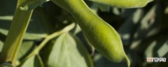 【种植】11月份可以种蚕豆吗 11月份能种植蚕豆吗
