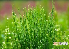 【养殖方法】竹节草怎么养，竹节草的养殖方法