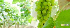 【种植】葡萄是怎么种的 葡萄的种植方式
