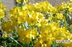 【开花】黄花酢浆草怎么开花，黄花酢浆草开花养护方法