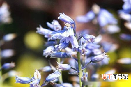 【花】蓝风铃是什么花，蓝风铃是可观赏的花