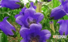 【花】蓝风铃是什么花，蓝风铃是可观赏的花