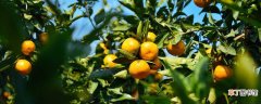【树】橘子树几年才能开花结果 橘子树有什么特征